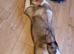 American akita girl