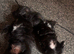 Shihtzu X Pomeranian Puppies
