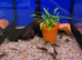 Bronze Corydoras (Corydoras aeneus)