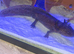 2 axolotl full set up