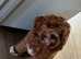 PROVEN F1 Red Cavapoo stud-DNA Fully health tested