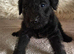 Bedlington x Lakeland Puppies