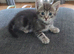 4 beautiful kittens for sale.