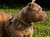 Lilac Tri pocket bully female
