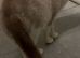Adult Cross ragdoll male