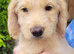 Miniature labradoodles