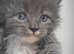 Fluffy Tica reg maine coon kittens