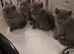 Full pedigree British Shorthair kittens for sale
