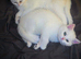 READY NOW 2 GCCF Regd Golden Shaded/Tipped British Short Hair Females