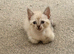 Mixed Sphynx kittens - Ready now!