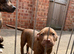 Staffy puppies