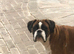 Megan boxer spayed
