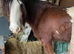 16.2 clyde x gelding