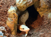 Banana Spider Ball python