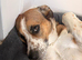 Rio 4yr old male