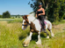 Missy 15&rdquo;2 cob mare
