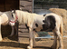Handsome Piebald Colt