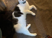 Boy kitten