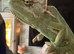 Male Yemen Chameleon for sale for only &pound;140