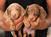 True to Type Miniature Dachshund Puppies – Forever Homes Wanted