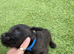 Lakeland Cross Patterdale puppies