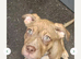 Puppies 9 months old