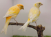 x2 proven yellow dimorphic