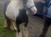 DOLLÁR — BEAUTIFUL MINI COB STALLION FOR SALE RIDE & DRIVE