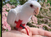 Cockatiel