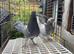 Garden fantails