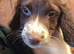 Beautiful F1 Sprocker Puppies