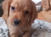 Cocker spaniel puppies