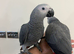Ready Friendly Baby HandReared Super Tame Cuddly African Grey Parrot