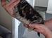 Mixed bred kitten