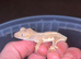 2 very young cresties
