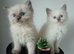 Beautiful  ragdoll kittens ready in June