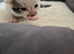 Kittens bengal cross