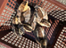 CREAM LEGBAR CHICKS FOR SALE