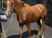 Irish draft cross gelding 2 yr