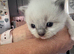 2 Female Ragdoll kittens