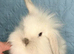 Double Maned Lionheads READY NOW