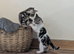 Kittens