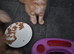 Maine coon boys
