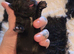 Beautiful puppy Shitsu's