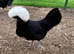 Stunning Polish bantams for sale from excellent stock- variety of colours