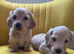 Stud Bolt kc long haired miniature dachshund cream stud