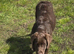 Beautiful Labrador