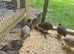 Jumbo Coturnix Quail Males