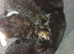 Torbie kittens