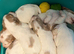 Cocker spaniel puppies